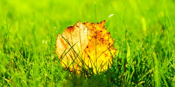 Autumn leaves on grass — Stock Photo, Image