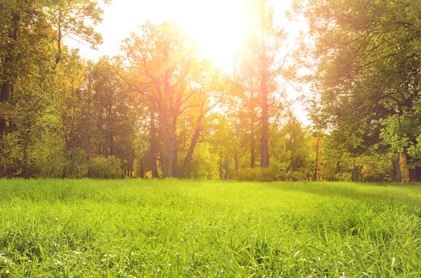 Kolorowy park jesień — Zdjęcie stockowe