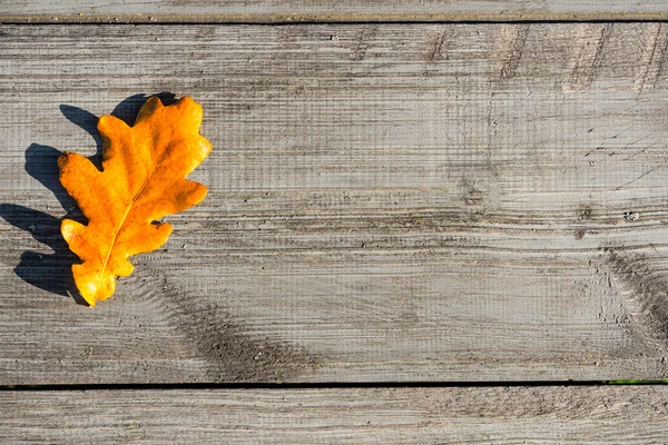 Bir tablo sonbahar yaprakları — Stok fotoğraf