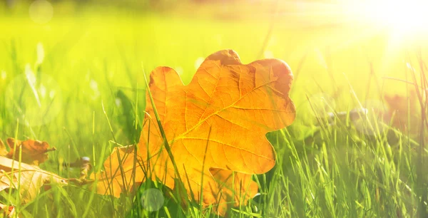 Feuilles d'automne sur herbe — Photo