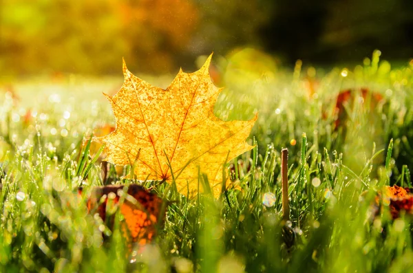 Hojas de otoño sobre hierba — Foto de Stock