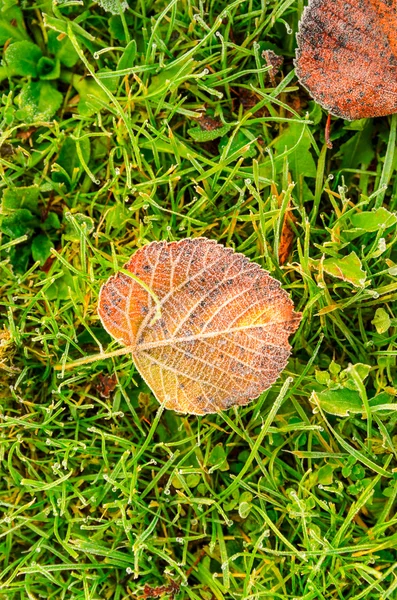 Autumn leaves on grass — Stock Photo, Image