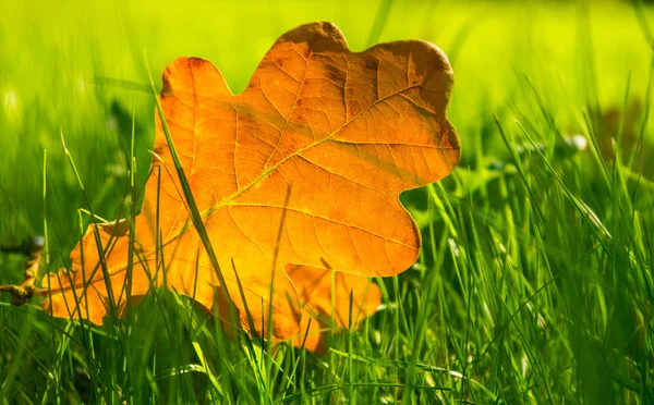 Herbstblätter auf Gras — Stockfoto