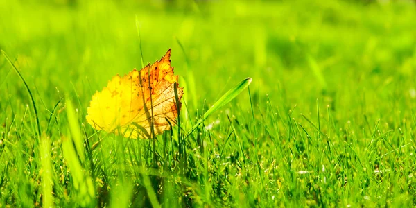 Feuilles d'automne sur herbe — Photo