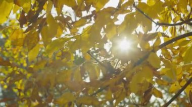 Güneşli bir günde sonbahar parkı