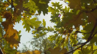 Güneşli bir günde sonbahar parkı