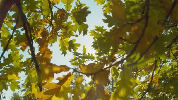 Parco autunnale nella giornata di sole — Video Stock