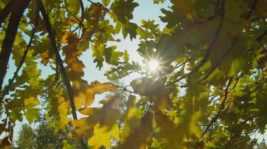 Güneşli bir günde sonbahar parkı