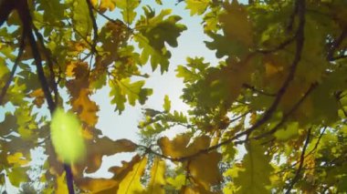 Güneşli bir günde sonbahar parkı