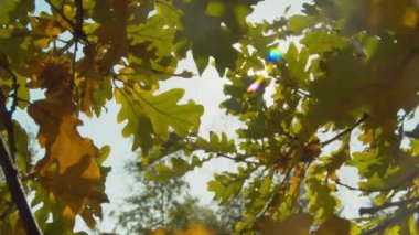 Güneşli bir günde sonbahar parkı