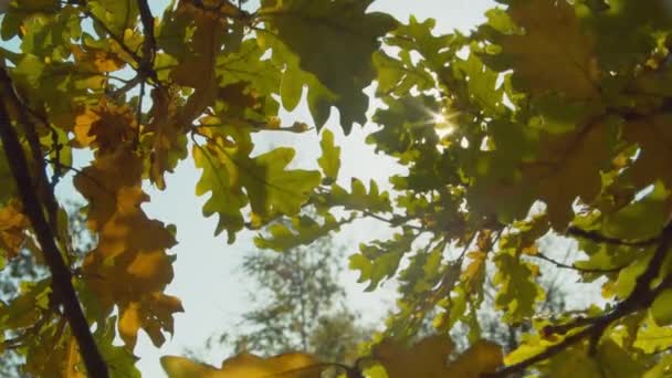 Осенний парк в солнечный день — стоковое видео