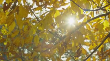 Güneşli bir günde sonbahar parkı