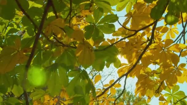 Осенний парк в солнечный день — стоковое видео