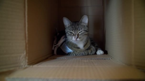Macska felépül a dobozban ivartalanítás után — Stock videók