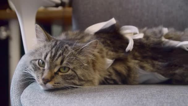 Macska felépül otthon után ivartalanítás — Stock videók
