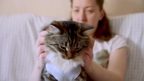 Nő petting lábadozó macska ivartalanítás után — Stock videók