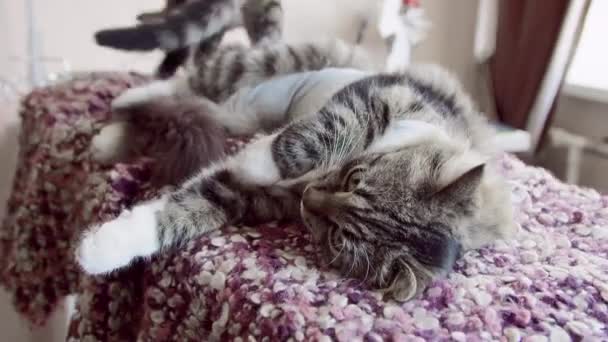Macska felépül otthon után ivartalanítás — Stock videók