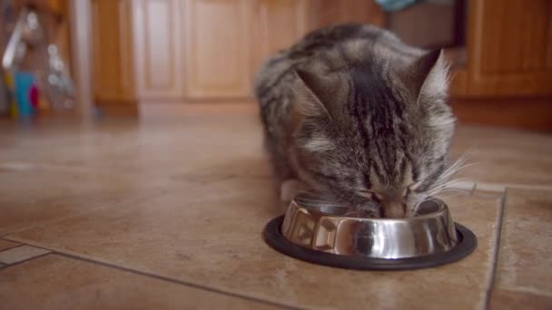 Gato comendo de tigela de metal em casa — Vídeo de Stock