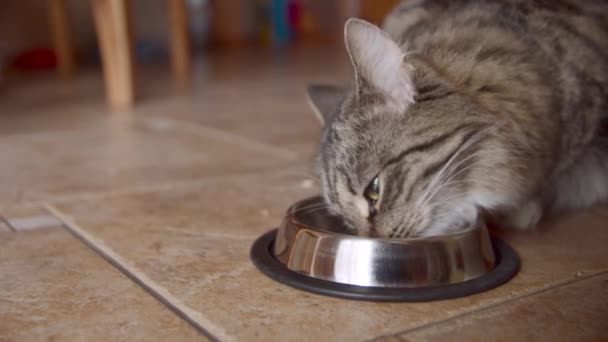 Gato comiendo de cuenco de metal en casa — Vídeos de Stock