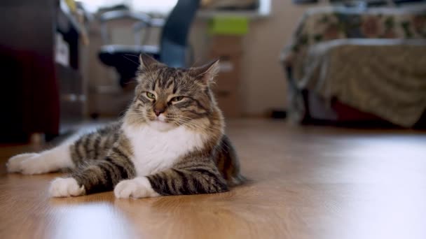 Gato descansa en el suelo en casa — Vídeos de Stock