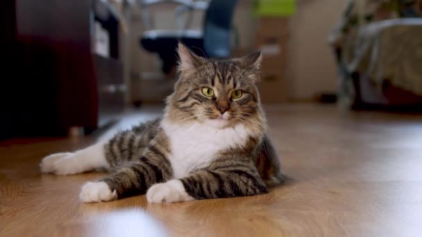 Gato descansa en el suelo en casa — Vídeos de Stock