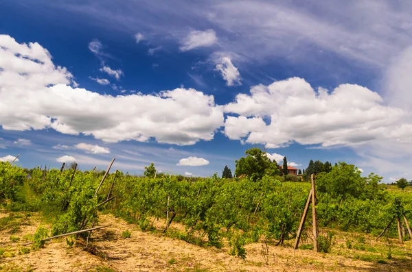 Viñedo y paisaje toscano — Foto de Stock