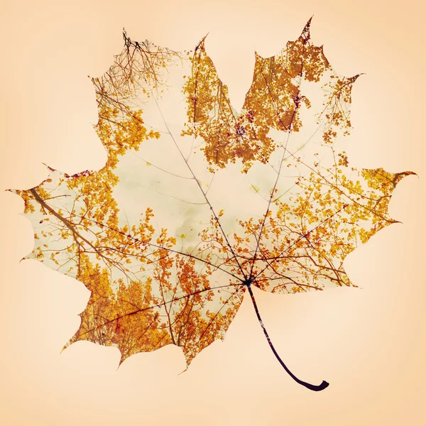 Outono folha de bordo — Fotografia de Stock