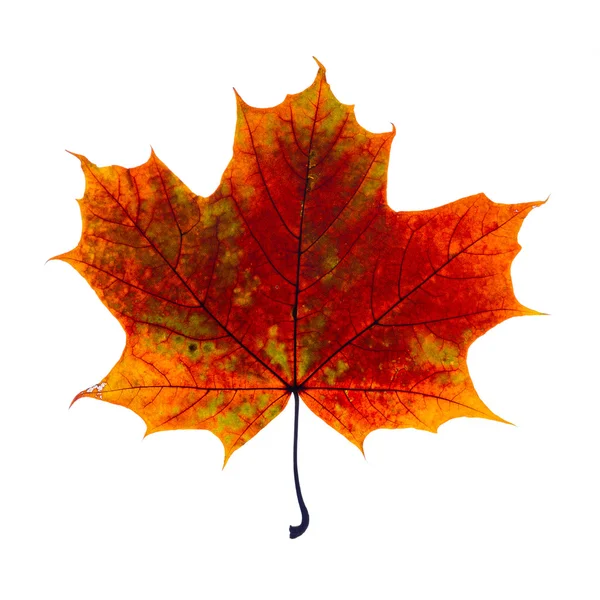 Autumn leaf — Stock Photo, Image