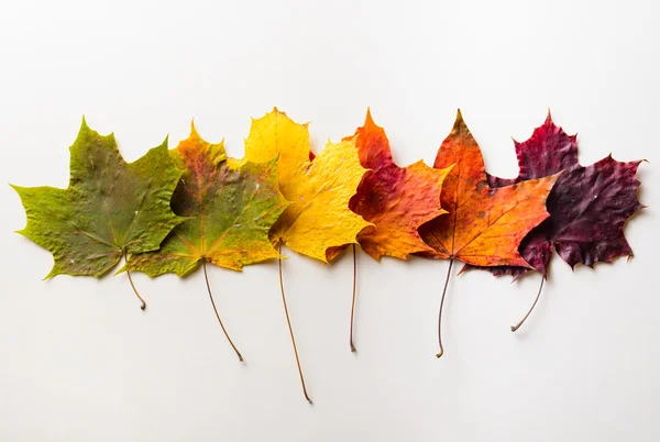 Autumn leaves — Stock Photo, Image