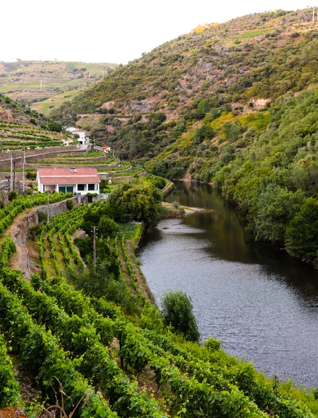 Η κοιλάδα του ποταμού Douro Πορτογαλία — Φωτογραφία Αρχείου