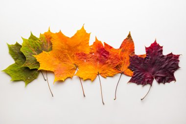 Sonbahar Yaprakları