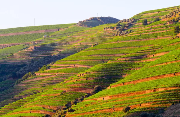 Dolina rzeki Douro, Portugalia — Zdjęcie stockowe