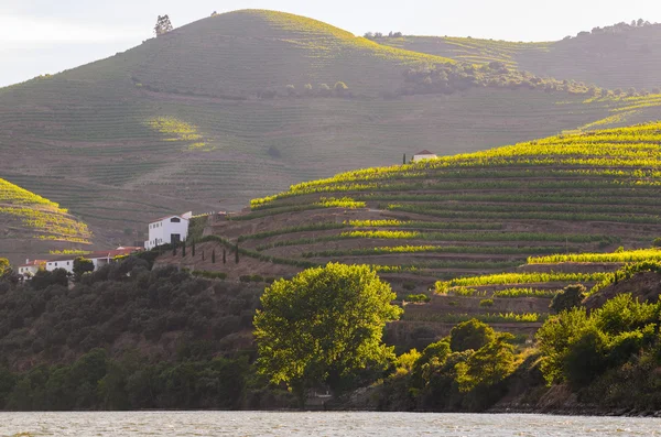 Valle del río Duero, Portugal —  Fotos de Stock