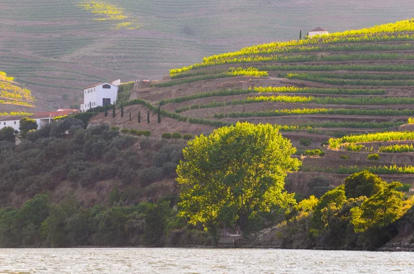 Η κοιλάδα του ποταμού Douro Πορτογαλία — Φωτογραφία Αρχείου