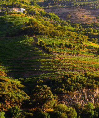 nehir Douro valley, Portekiz