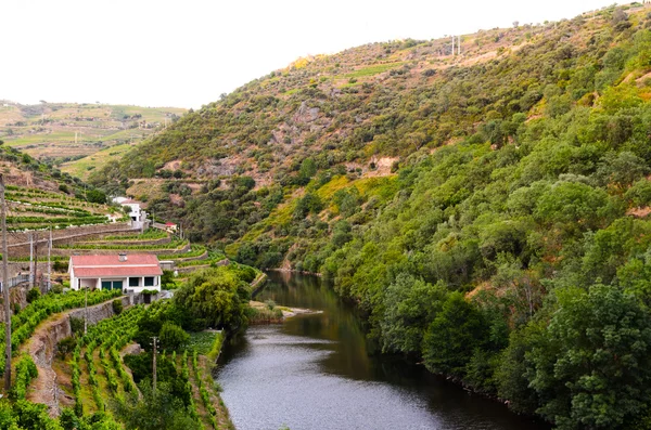 Η κοιλάδα του ποταμού Douro Πορτογαλία — Φωτογραφία Αρχείου