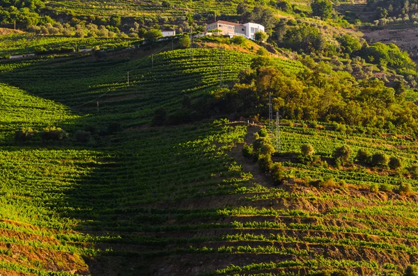 Dolina rzeki Douro, Portugalia — Zdjęcie stockowe