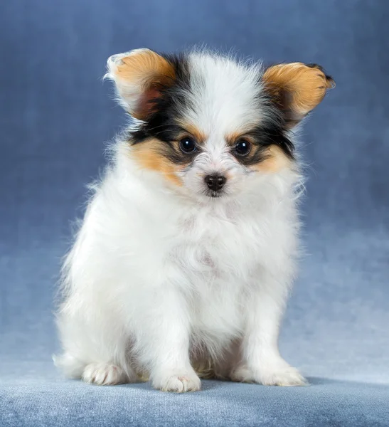 Filhote de cachorro pequeno engraçado Papillon — Fotografia de Stock