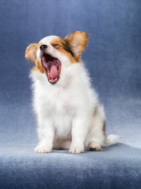 Yawning puppy Papillon