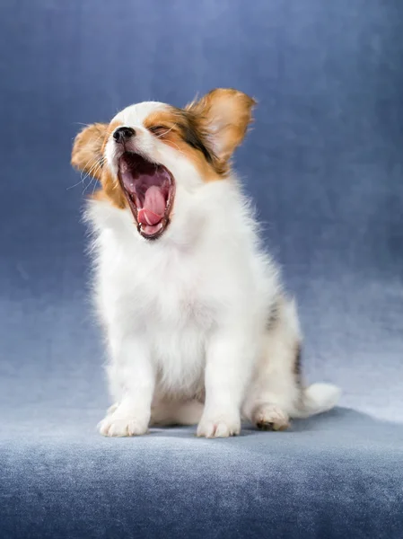 Yawning puppy Papillon — Stok fotoğraf