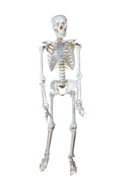 Anatomik Model insan iskeleti