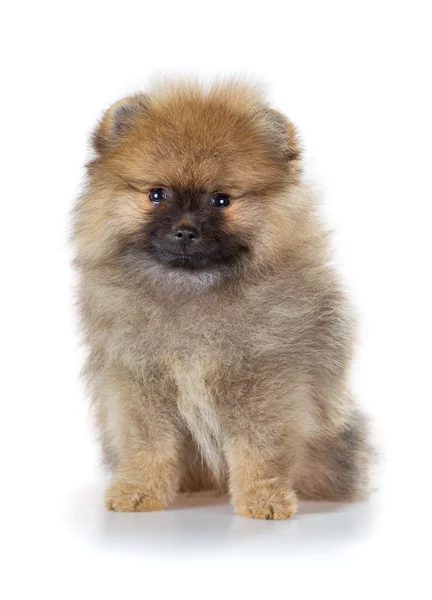 Cachorrinho da Pomerânia em um fundo branco — Fotografia de Stock