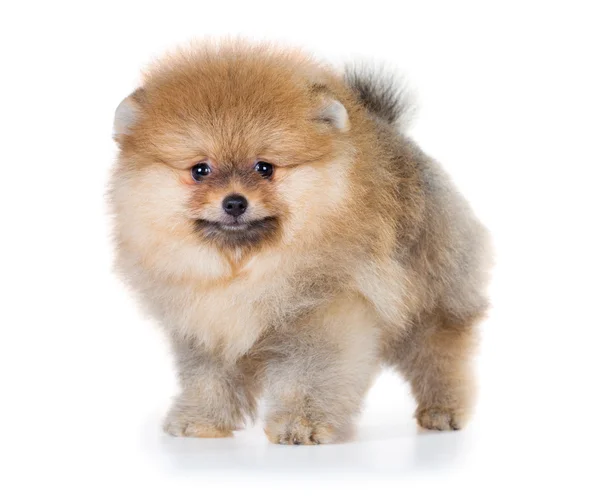 Pomeranian puppy isolated on a white background — Stock Photo, Image