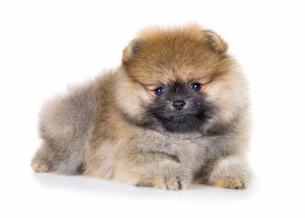 Pomeranian valp isolerad på en vit bakgrund — Stockfoto