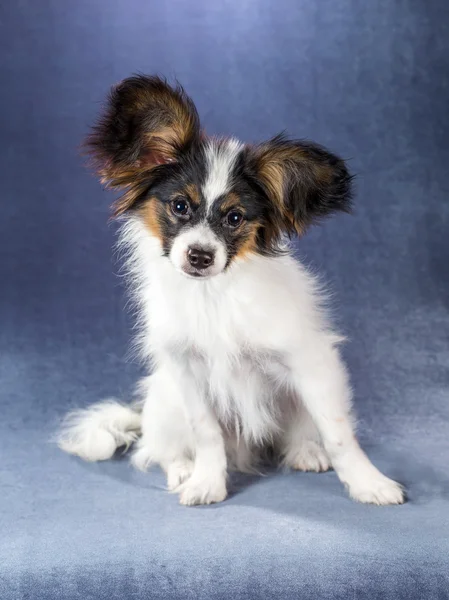 Retrato divertido cachorro Papillon — Foto de Stock