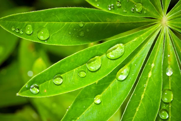 Σταγόνες βροχής πάνω στα φύλλα λούπινο — Φωτογραφία Αρχείου