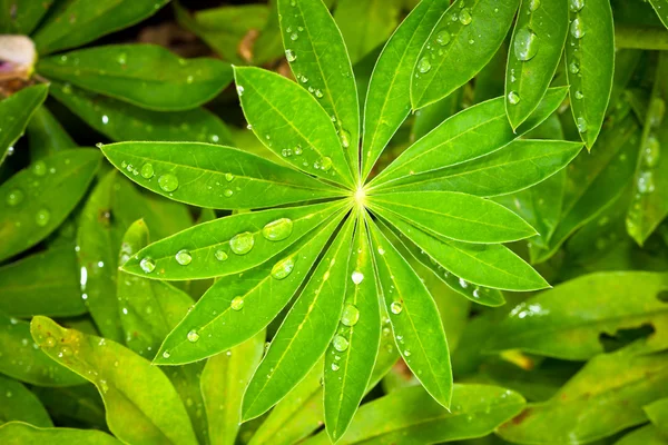 Rain drops on Lupine leaves — Stock Photo, Image