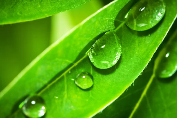 羽扇豆的叶子上的雨滴 — 图库照片