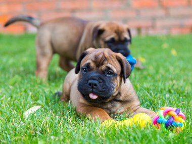iki bullmastiff kukla