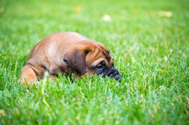 Bullmastiff köpek yavrusu bir çim üzerinde yalan
